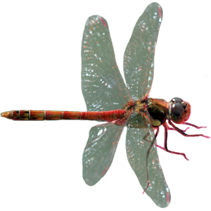 Dragonfly PNG-26261